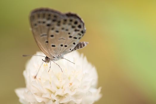 A macro shot of a white "Pale Grass Blue" butterfly on a white globe amaranth flower.