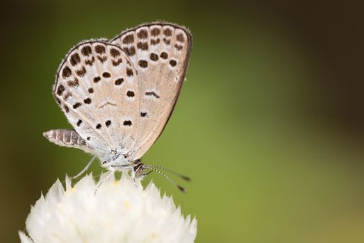 A macro shot of a white "Pale Grass Blue" butterfly on a white globe amaranth flower.