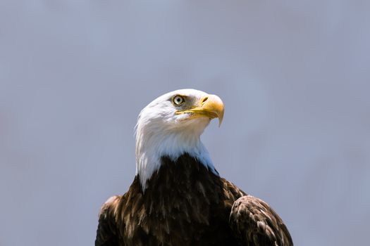 A portrait of a Bald Eagle