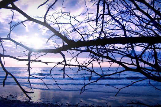 Landscape. Dead tree against the sky and sun at winter.