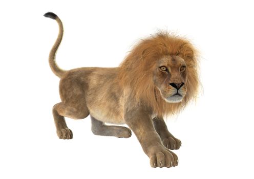 3D digital render of a male lion isolated on white background