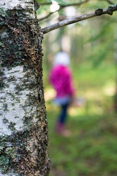 Natural background the trunk of a birch and a blurred silhouette of a girl in the woods picking mushrooms and berries