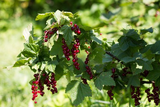 Red currant berries on a Bush garden farm natural background several branches