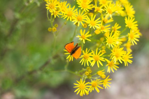 Small orange butterfly on yellow flower field nature background