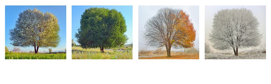 alone tree in four season panorama