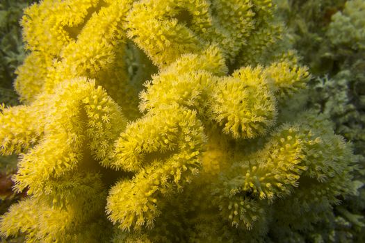 coral reef with yellow mushroom leather coral in tropical sea, underwater