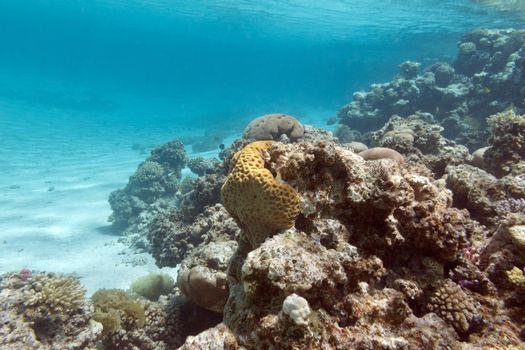 colorful coral reef under the surface of water in tropical sea,  underwater