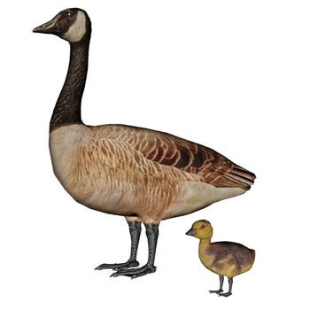 Canada goose, branta canadensis, mother and baby isolated in white background - 3D render
