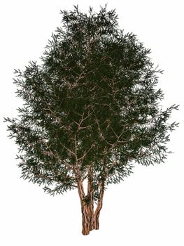 English or European yew, taxus baccata tree isolated in white background - 3D render