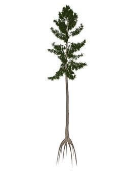 Norway spruce tree isolated in white background - 3D render