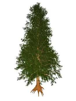 Australian or queensland red toon or toona, burma, indian, moulmein cedar, toona ciliata tree isolated in white background- 3D render