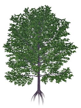 Sweet, black, mahogany, spice or cherry birch, betula lenta tree isolated in white background - 3D render