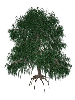 Babylon or weeping willow, salix babylonica tree isolated in white background - 3D render