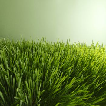 Beautiful natural background with fresh spring grass