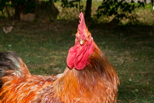 A red rooster in the poultry yard.