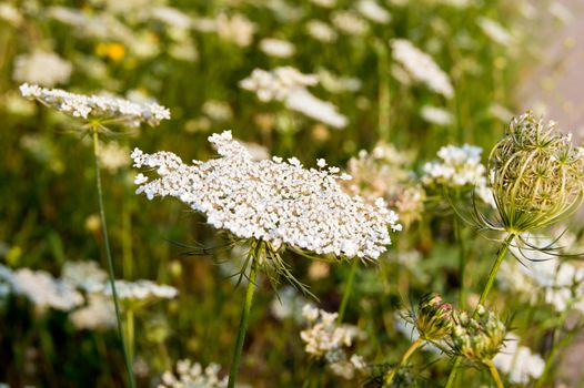 Queen Anne's Lace (Daucus carota) in the field.