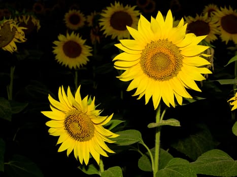 The flowers opened sunflower bumble bee visits.