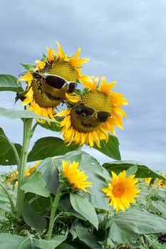 The sunflower family is the comic field.