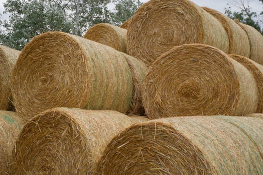 The round bales of straw stacked laid.