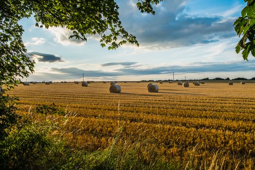 group of freshly cut straw bales in a field at sunset