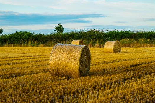 group of freshly cut straw bales in a field at sunset