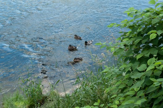 Wild ducks resting in river
