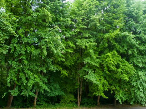 Park with trees in summer