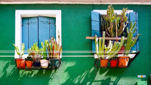 blue window on green wall with cactus plant decoration in Burano, Venice, Italy