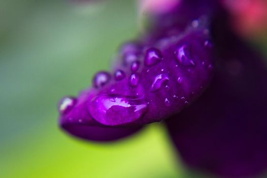 close-up of dew drops on the purple petal flower natural background shooting through the lens Lensbaby