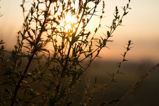 Sepia effect of the evening sun through the contours of the field plants of the natural background the sun at the top of the frame