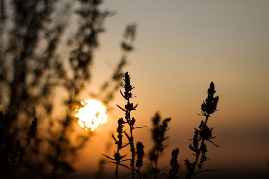 Sepia effect of the evening sun through the contours of the field plants of the natural background. the sun in the left part of the frame