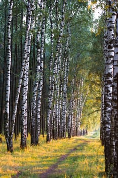 Russian birch alley natural background, a number of trees in the summer are illuminated by the evening sun