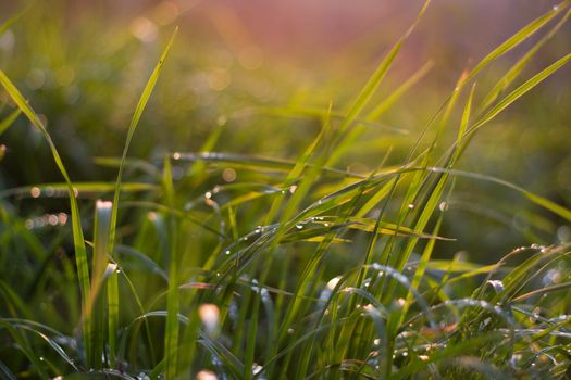 Sepia effect of the evening sun illuminates the dew grass nature background