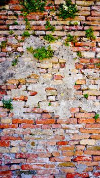decay brick wall and plant in Burano, Venice, Italy