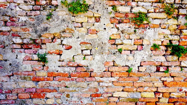 decay brick wall and plant horizontal in Burano, Venice, Italy