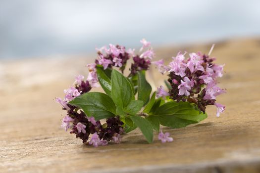 branch of oregano for food preparation