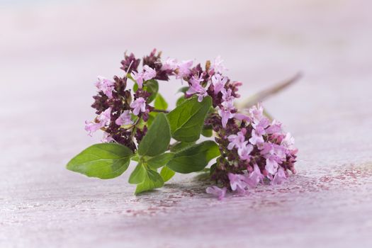 branch of oregano for food preparation