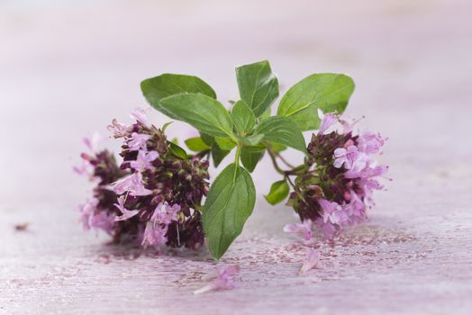 branch of oregano for food preparation