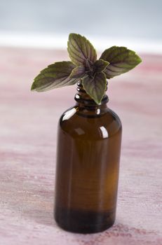 Basil organic essential oil  aromatherapy and culinariry