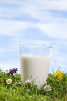 glass of milk on the grass with cflowers  the sky with clouds on the background.