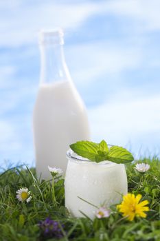 Bottle of milk and jar of yoghurt with mint leaf on the grass with cflowers  the sky with clouds on the background.