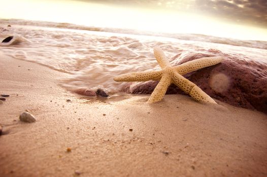 Starfish in sea water on the beach.