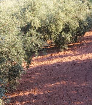 Beautiful olive trees in garden with red soil