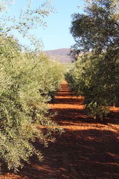 Beautiful landscape with olive tree plantation under blue sky