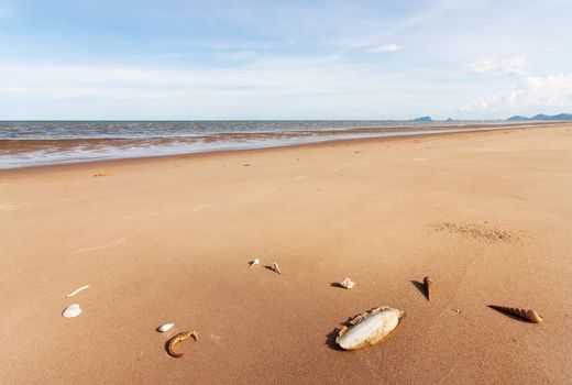 Cuttlefish bone and shell on sand in nature