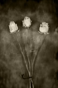 Closeup of dried roses in vintage sepia.