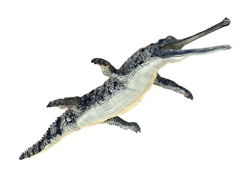 3D digital render of a gharial or Gavialis gangeticus, or gavial, or fish-eating crocodile isolated on white background