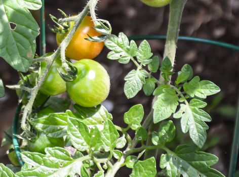 Three tomatoes on the vine