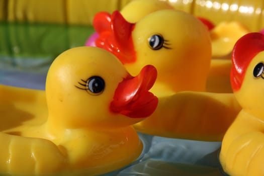 A closeup abstract view of yellow rubber ducks in a swimming pool.