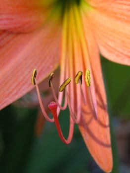 A closeup view of the big pollen grains of a lily flower                               